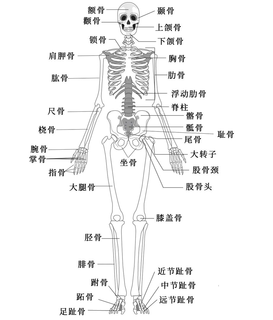 人体骨骼结构图 人体骨骼名称及数量
