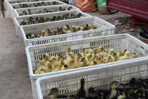 南阳各乡镇赶集时间