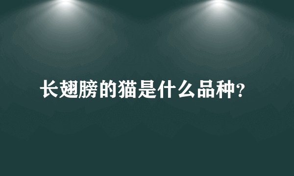 长翅膀的猫是什么品种？