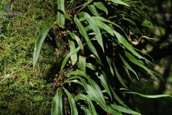 最知名的十大热带雨林植物,鹿角蕨上榜,第八被誉为世界花王