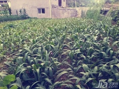 白芨的种植技术 白芨的种植方法介绍