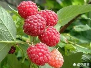 如何种植红树莓？