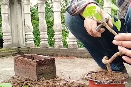 银杏盆景制作方法？