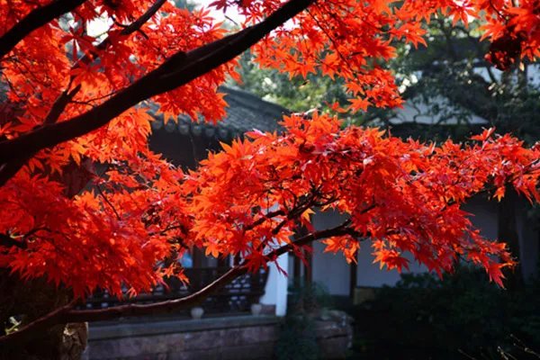 北京香山公园要门票吗 北京香山公园要不要门票呢