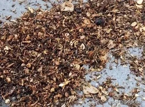 家庭养花自制花肥的办法有哪些?