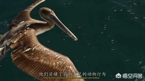 《鸟瞰地球》这种纪录大片是如何拍摄的?