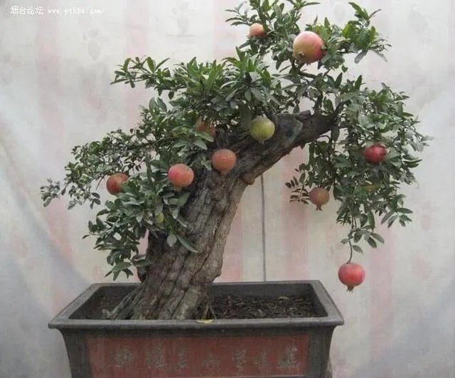 怎么种植果树盆景?