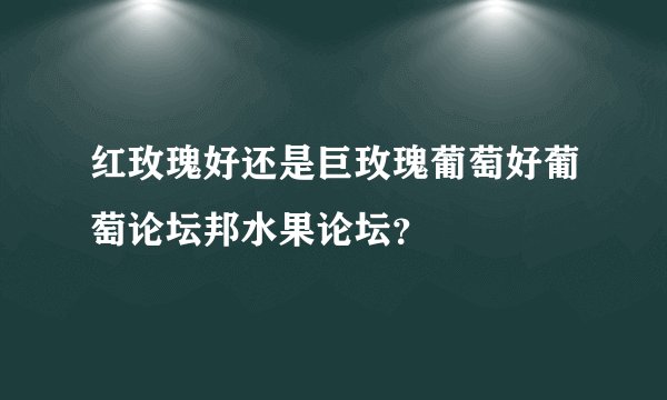 红玫瑰好还是巨玫瑰葡萄好葡萄论坛邦水果论坛？