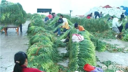今年蒜苔价格怎么样?