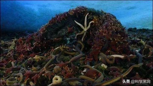 南极巨虫专吃腐烂的食物,南极巨虫对人类有危害吗?
