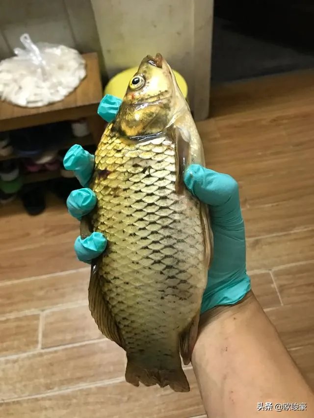 上海钓鱼为什么那么难？