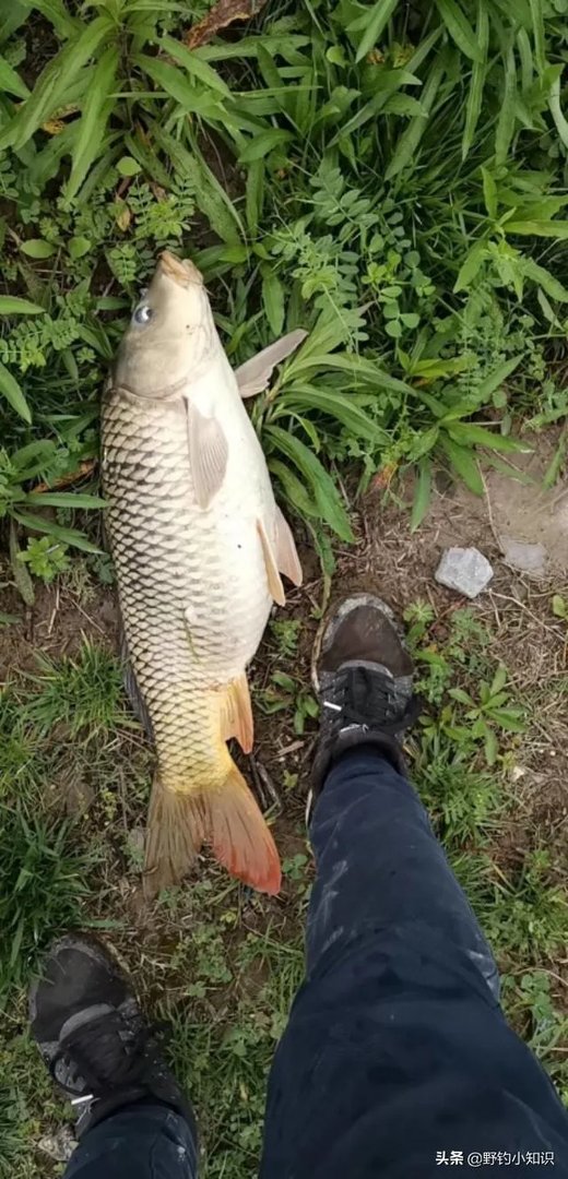 上海钓鱼为什么那么难？