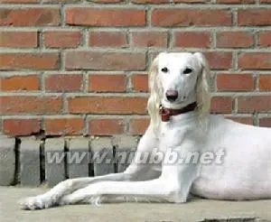 沙克犬的动物简介