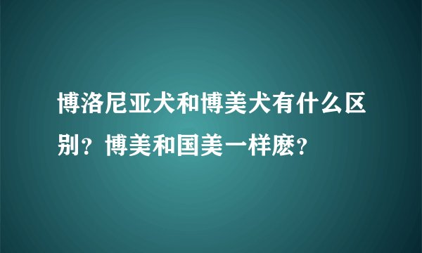 博洛尼亚犬和博美犬有什么区别？博美和国美一样麽？
