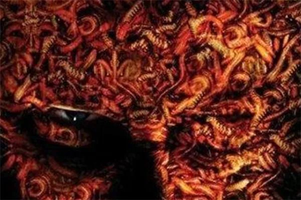 十大寄生虫电影排名:《撕裂人》上榜,第二是铁线虫寄生虫