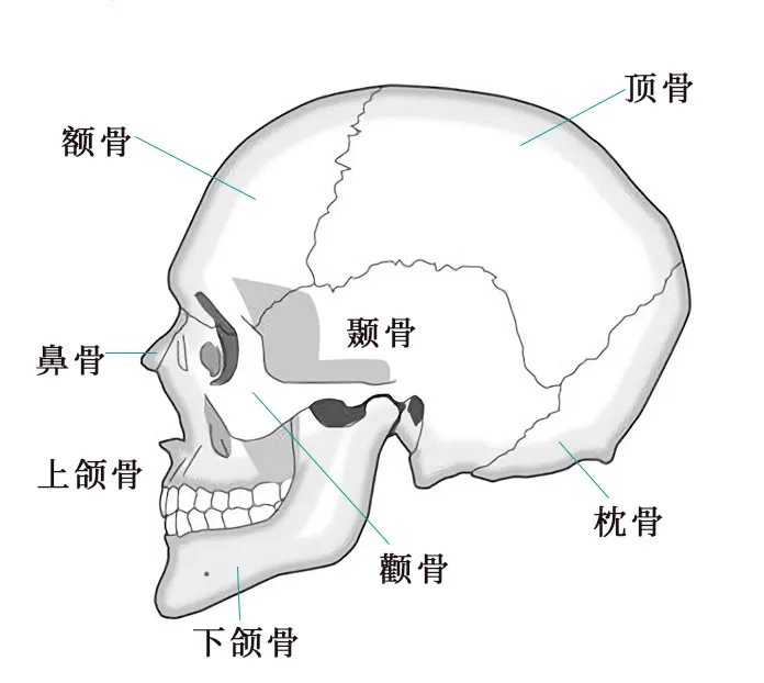 人体骨骼结构图 人体骨骼名称及数量