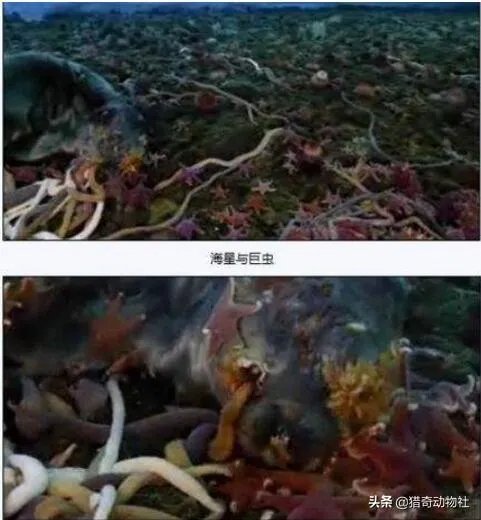 南极巨虫专吃腐烂的食物,南极巨虫对人类有危害吗?