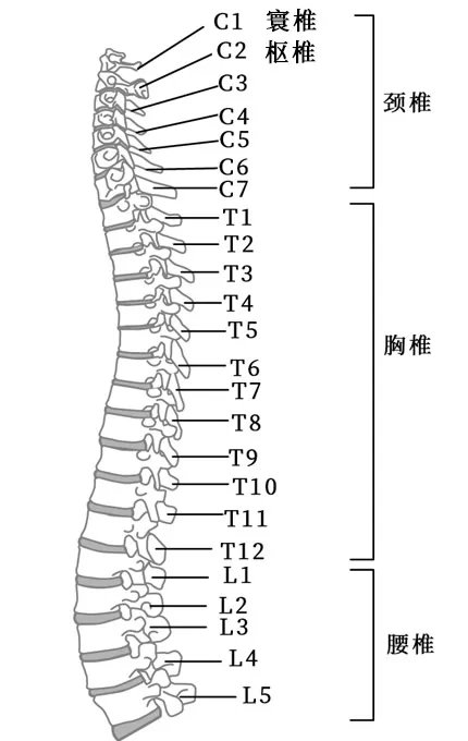 人体骨骼结构图 人体骨骼名称及数量