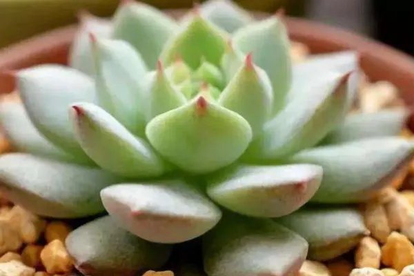 新手如何养多肉