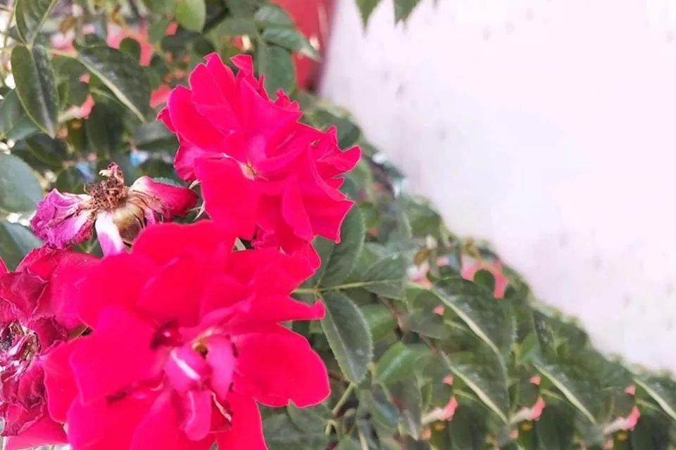 日久见人心上一句 日久见人心的上一句是什么