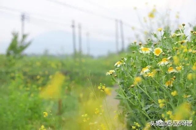 凯马汽车,时代驭菱汽车哪个好?