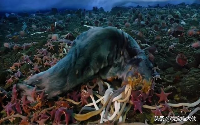 南极巨虫专吃腐烂的食物,南极巨虫对人类有危害吗?
