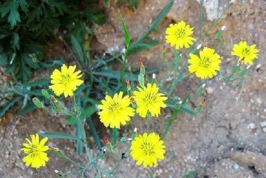 苦麻子花学名是什么