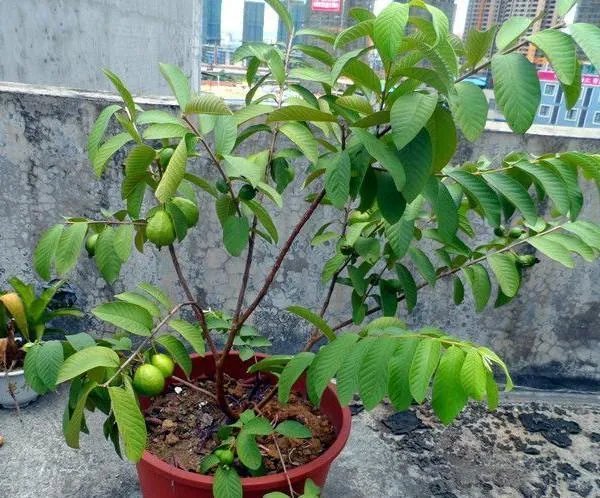 怎么种植果树盆景?