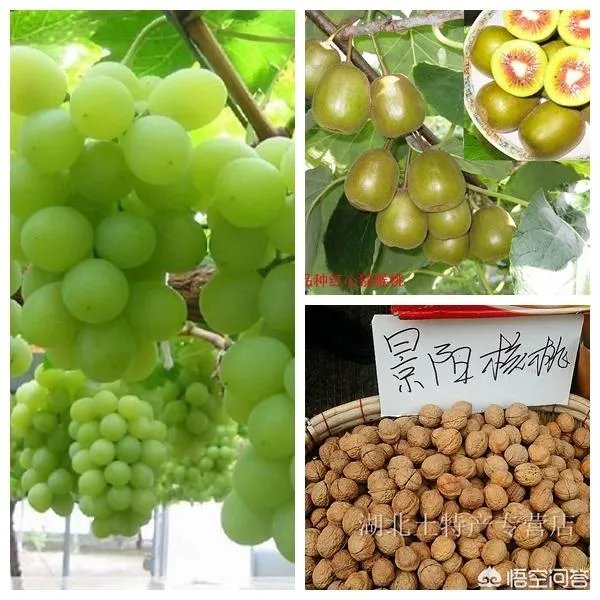 恩施有哪些土特产？