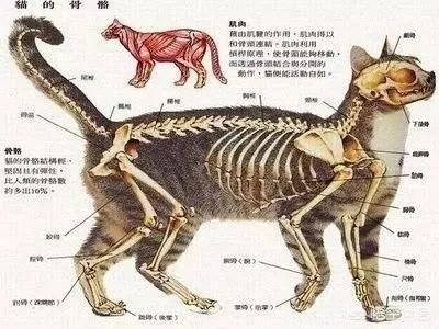 为什么不可以扯猫的尾巴？