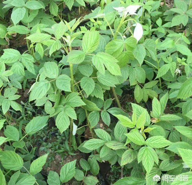 如何种植红树莓？