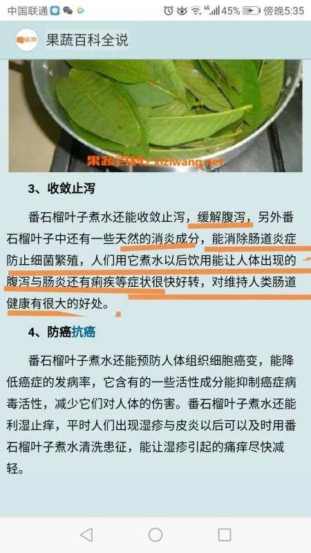 猫咪吃完猫薄荷吐了