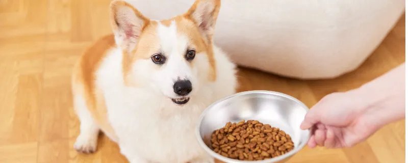 小狗吃多了怎么办 狗狗呕吐怎么办