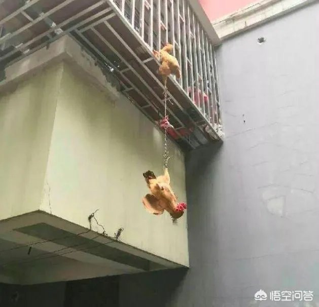 大家分享一下最搞笑的头像图片？