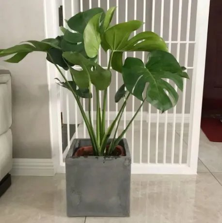除甲醛公司十大排名有哪些?