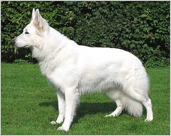 白色瑞士牧羊犬的介绍
