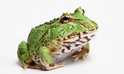 在自然界的生物中,每只钟角蛙的价格最高可达多少元?