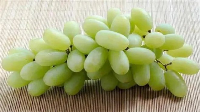 无核白和马奶葡萄区别