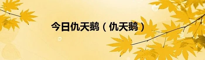 今日仇天鹅(仇天鹅)