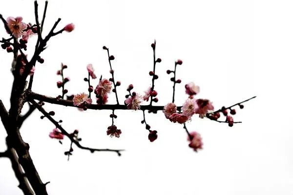 梅花邓丽君