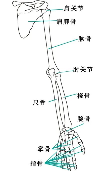 人体骨骼结构图 人体骨骼名称及数量