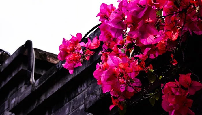 春色满园关不住,一枝红杏出墙来哲理