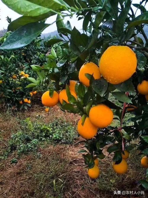 2019年赣南脐橙收购价格怎么样，现在有已经订掉的果农吗？
