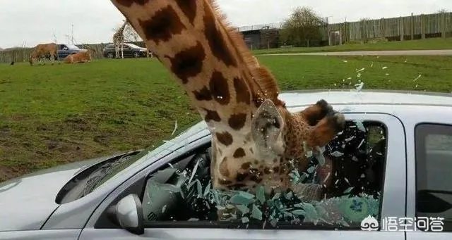 大家分享一下最搞笑的头像图片？