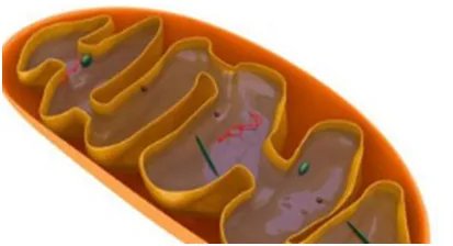 怎样理解线粒体夏娃?