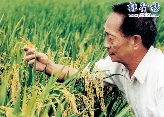 水稻最高亩产多少斤?袁隆平超级杂交水稻1149.02公斤(世界纪录)