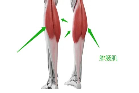 腓肠肌的位置图