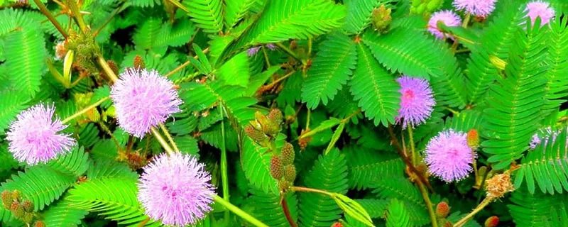 含羞草的花语 含羞草的花语是什么