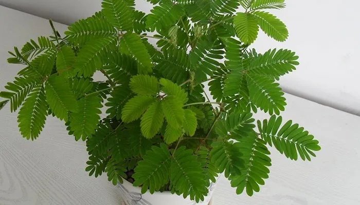 含羞草的花语 含羞草的花语是什么