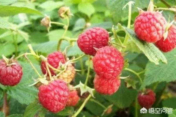 如何种植红树莓？